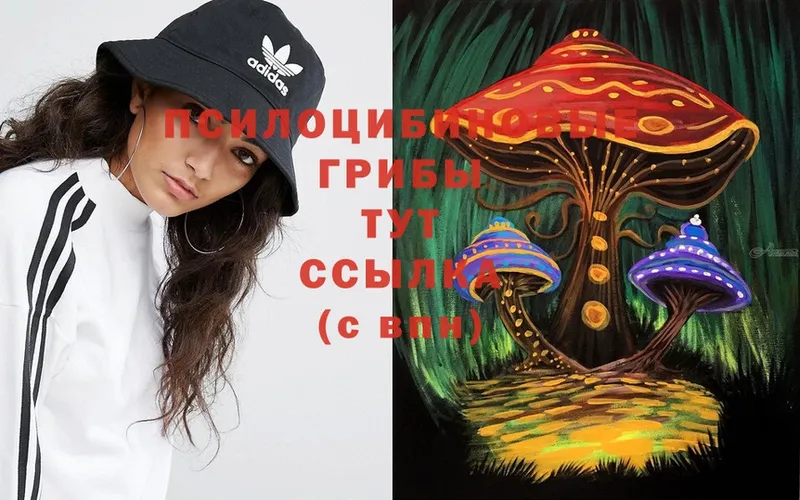 где купить наркоту  Черногорск  Псилоцибиновые грибы Psilocybine cubensis 